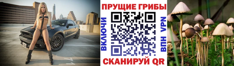 omg ТОР  сколько стоит  Правдинск  Псилоцибиновые грибы Psilocybe 